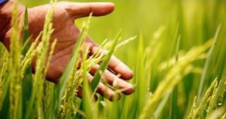 Colombia, elegida para probar moderna solución fungicida en cultivos de arroz