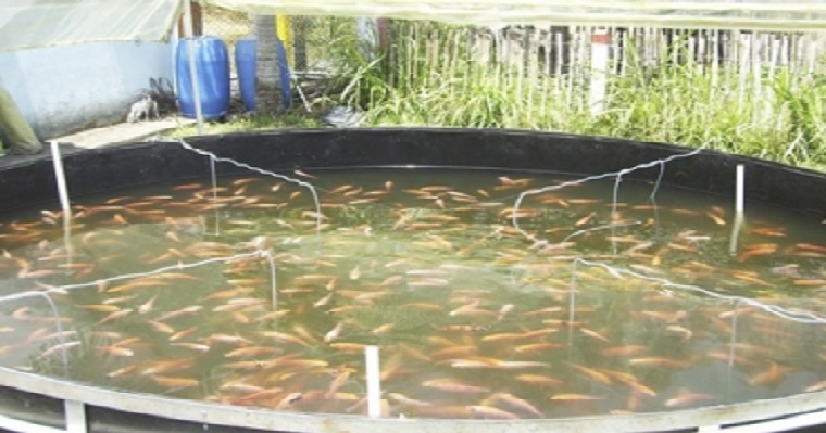 Cómo se establece un cultivo de tilapia según una productora