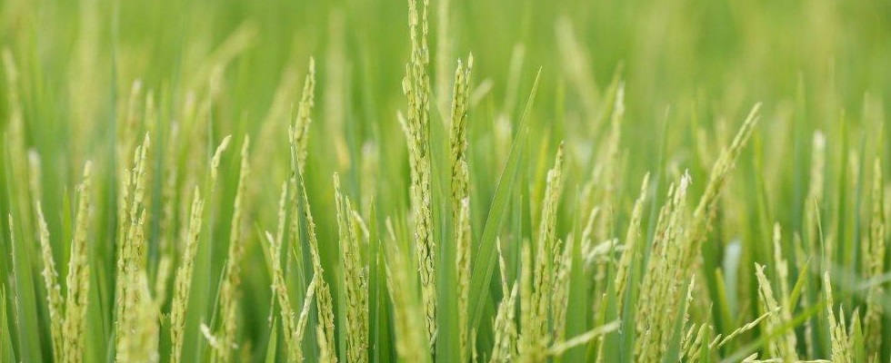 El mercado del arroz en el marco de la CAN está liberalizado - 26 de Noviembre de 2015