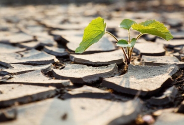 Estudian cómo adaptar los cultivos europeos al cambio climático