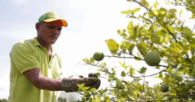 Piden que la sustitución de cultivos afectados por HLB sea integral