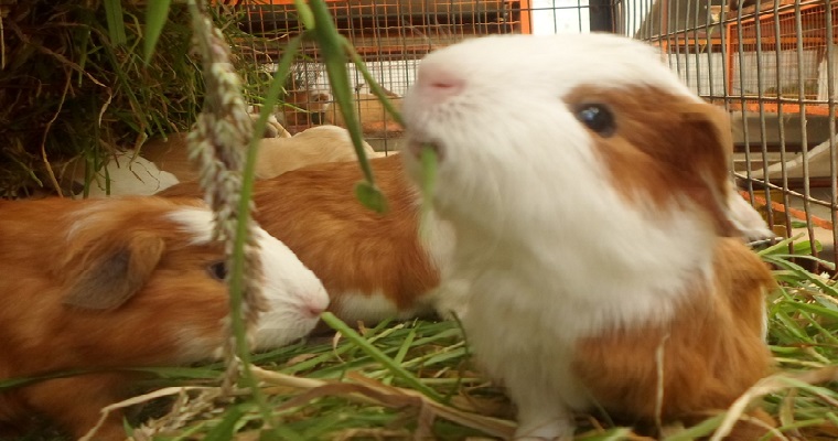 La alimentación estratégica promueve la sostenibilidad del sistema productivo del cuy