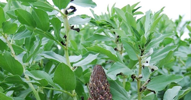 Aminoácidos como herbicidas para el control de malas hierbas parásitas