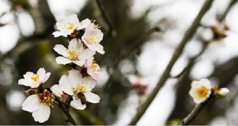 Vegetación refresca el microclima urbano