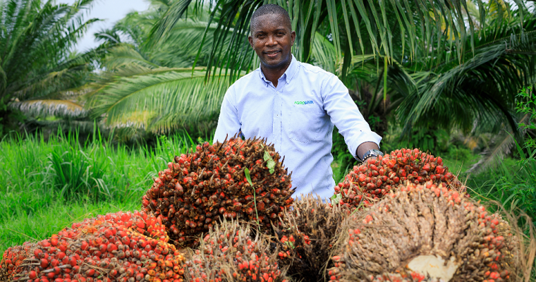 Híbrido de palma de aceite OxG CORPOICA ELMIRA: una alternativa para nuevas siembras y la renovación de cultivos
