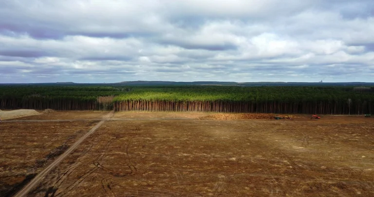 Para acabar la deforestación se necesitarán al menos us$130.000 millones cada año