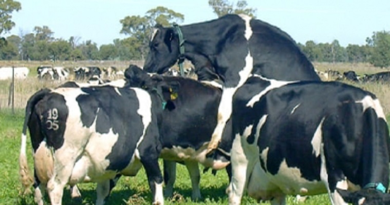 ¿Cuánto pueden costar los diferentes métodos de detección de celo?