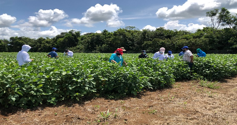 Dia de campo sobre oferta genética de soya y arroz para la Orinoquía colombiana