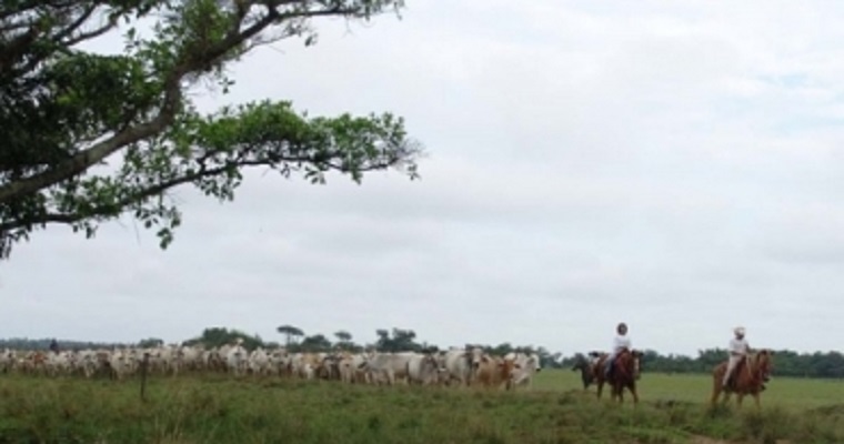 Feliz Día del Ganadero, Colombia los necesita