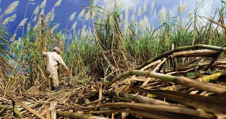 La digitalización en ingenios azucareros: 4 claves sobre competitividad