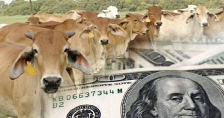 Alza del dólar beneficia a los ganaderos