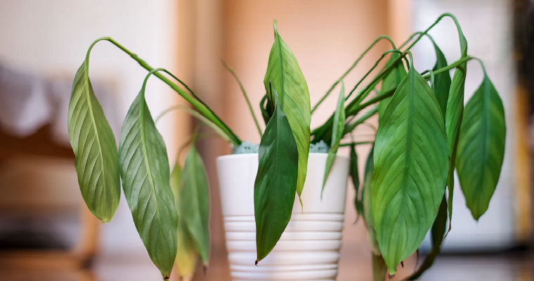 Tus plantas no están muertas, sólo están dormidas