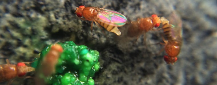 Investigador de AGROSAVIA es galardonado con un “Ig Nobel 2018”, los premios de ciencia, medicina y tecnología que celebran lo inusual