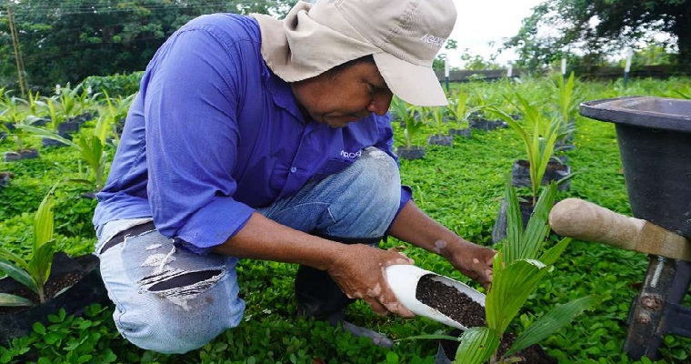 Venta de semillas y palmas de vivero de material hibrido OxG Corpoica El Mira
