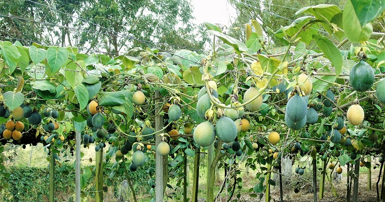 AGROSAVIA pone a disposición del sector productivo de las pasifloras en Colombia, información fundamental para la prevención de la secadera