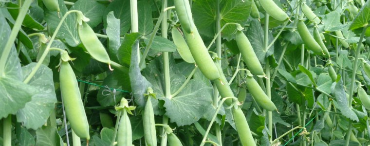 Obonuco San Isidro y Obonuco Andina - 20 de septiembre de 2017