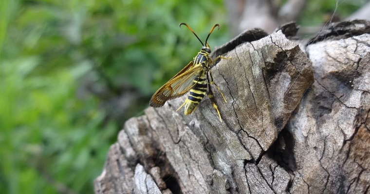 Investigación sobre plaga de la guayaba en Colombia, realizada por AGROSAVIA, fue vinculada a la resolución de dos Objetivos de Desarrollo Sostenible de la ONU