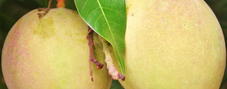 Del cómo hacer, al saber hacer en el cultivo de mango en Colombia - 11 de agosto de 2017