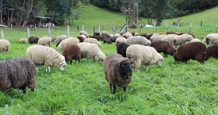 El Banco de Germoplasma Ovino del Centro de Investigación Obonuco se recertifica en Buenas Prácticas Ganaderas en la producción primaria de ovinos y caprinos