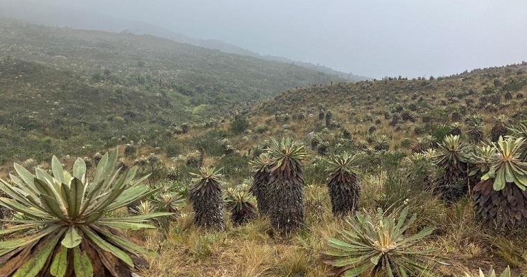 El desafío global de la conservación de la biodiversidad