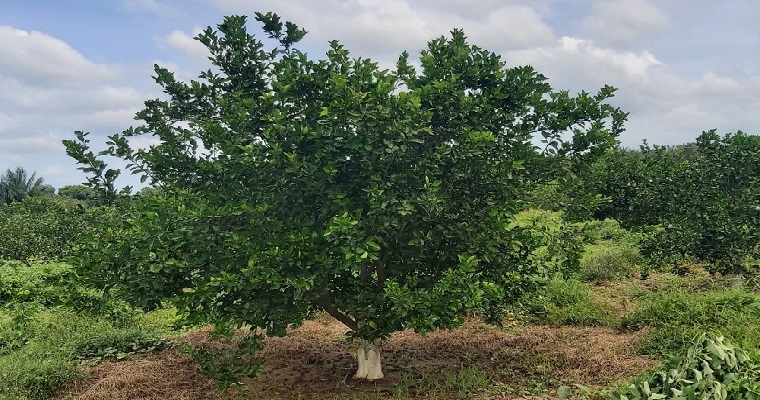 AGROSAVIA registra dos nuevos clones de naranja margarita para la región Caribe
