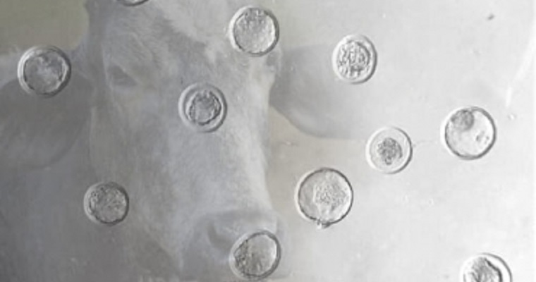 Universidad de EE. UU. hará transferencia de embriones girolando en países tropicales