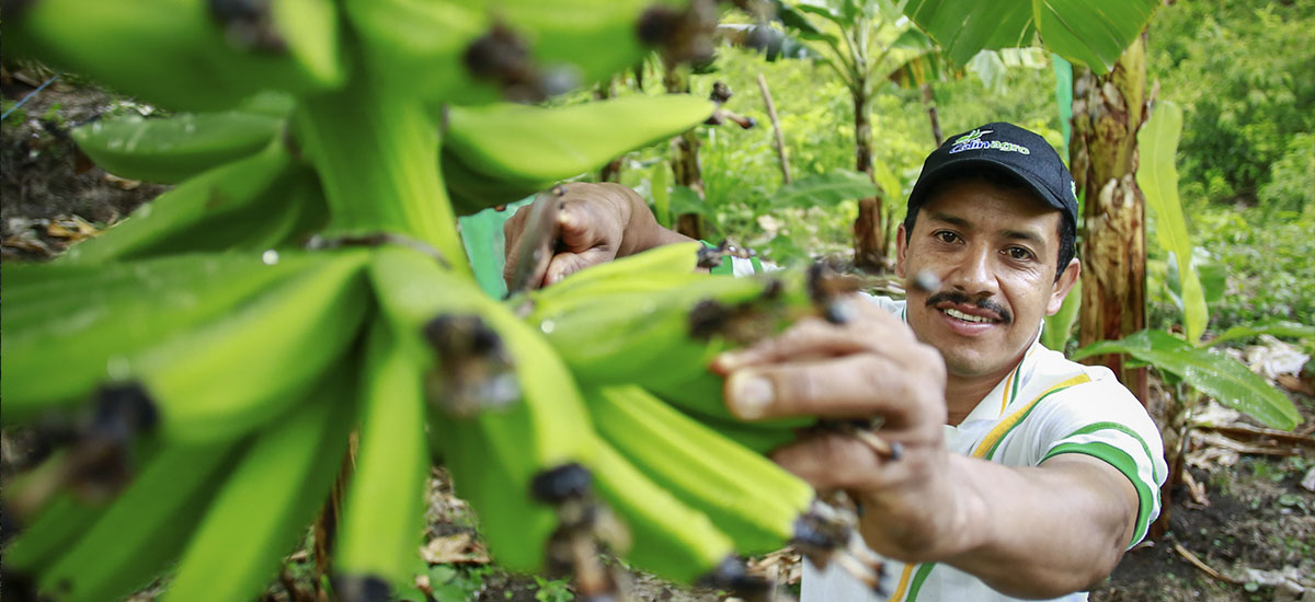 El agro creció 111.000 empleos en el último trimestre - 01 de octubre de 2016
