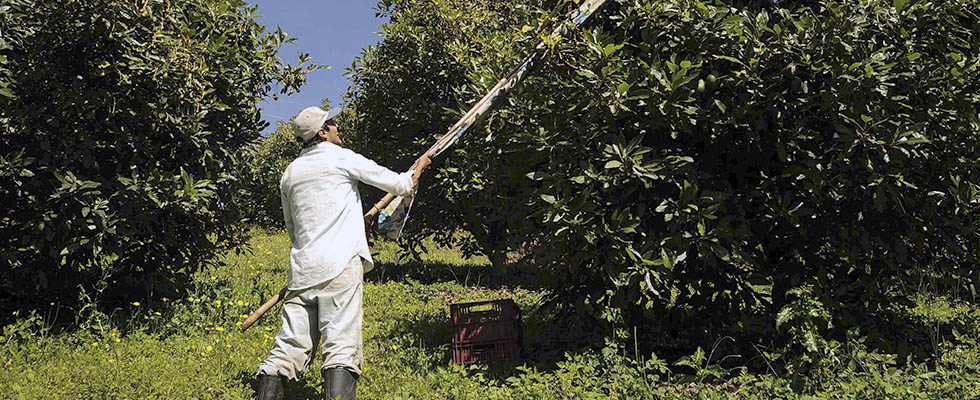 El agro es uno de los jalonadores de empleo en el país - 31 de Diciembre de 2015
