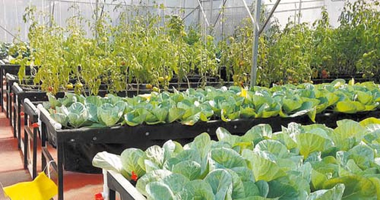 Intel y proyecto de internet de las plantas