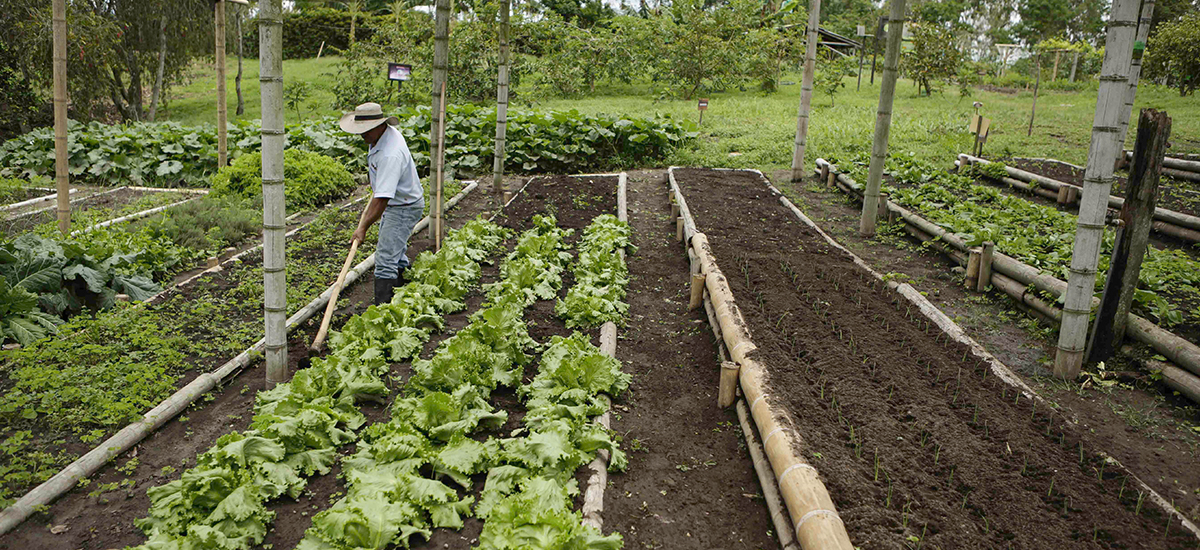MinAgricultura alerta a campesinos a no ser presa de timadores que pretenden cobrar por apoyos para el agro - 04 de octubre de 2016