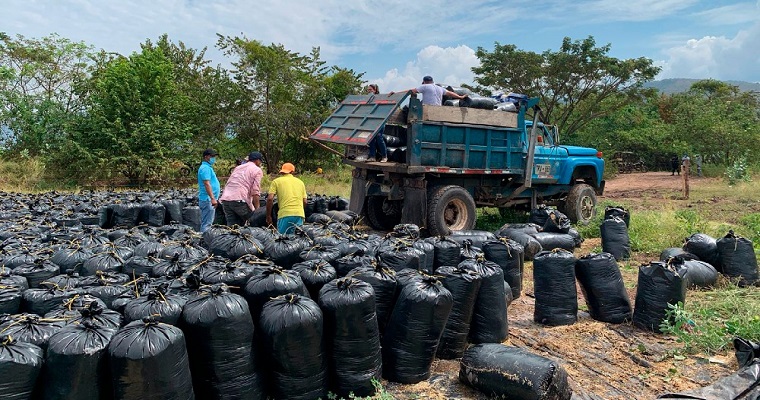 AGROSAVIA entregó 213 toneladas de ensilaje a los productores en el Caribe Seco colombiano