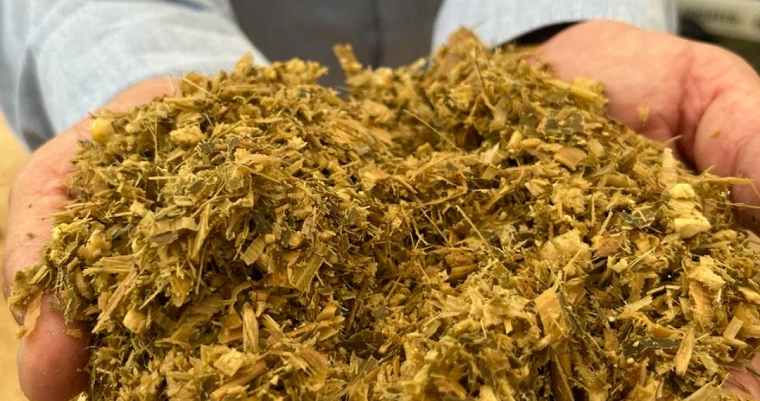 ¿Cuáles son los ensilajes más rentables que se presentan en la ganadería bovina?