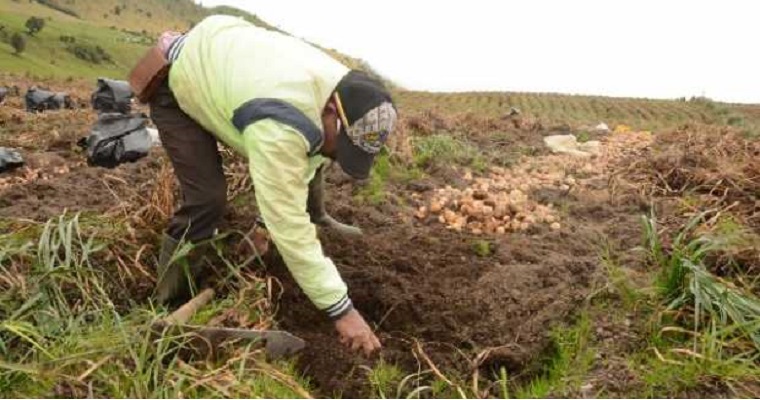 Cosecha de altura en la vereda El Desquite