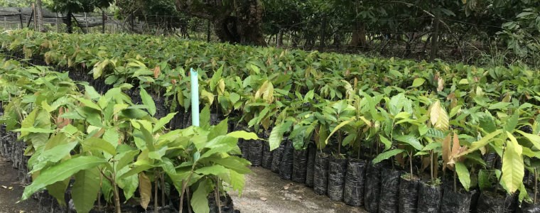 Corpoica entregó diez mil plantas de cacao a la asociación Aprocasur - 20 de noviembre de 2017