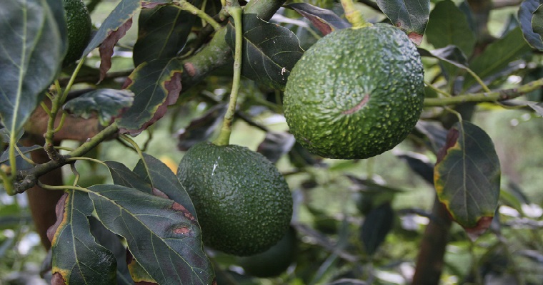 ¿Es sostenible el cultivo de aguacate en el Tolima Grande?