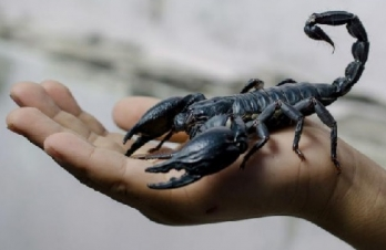 Con el incremento de las lluvias y el fuerte calor salen los escorpiones