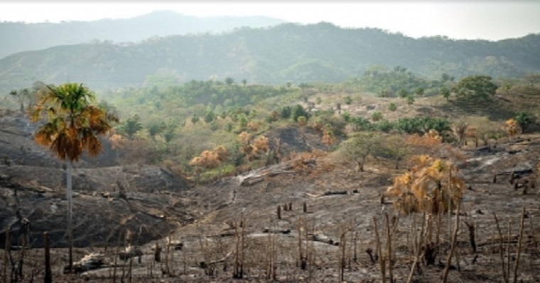 Mil especies de plantas y animales en peligro de extinción, según Evaluación Global