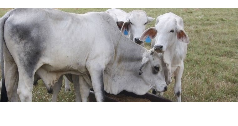 Minagricultura y AGROSAVIA desarrollan alternativa de suplemento alimenticio para bovinos en temporadas secas