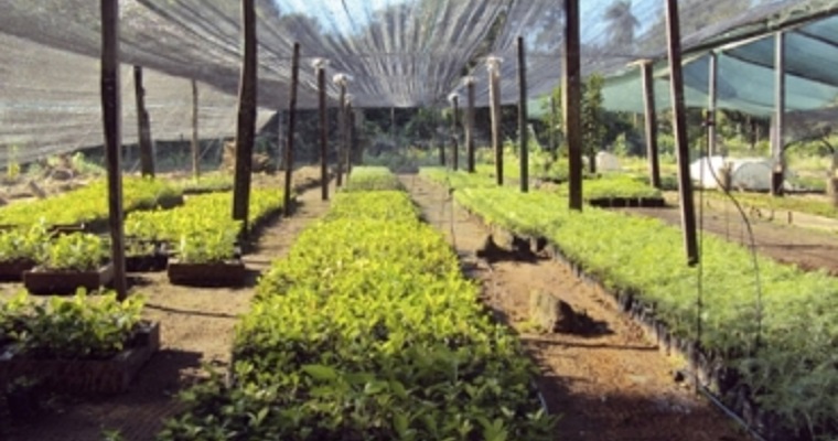 Pautas para estructurar un vivero forestal en la finca