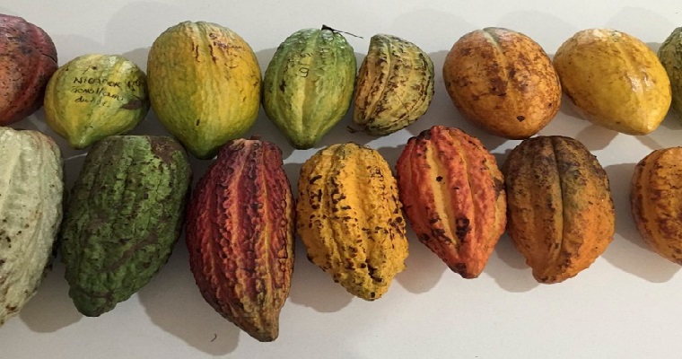 Estudio de asociación de genoma del cacao revela nuevos genes candidatos asociados a la productividad