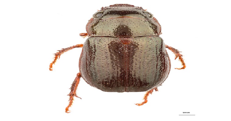 El impacto del Escarabajo Leucothyreus femuratos en cultivos de cacao en Colombia