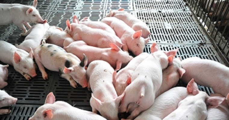 Etapas de alimentación de lechones determinan su rentabilidad