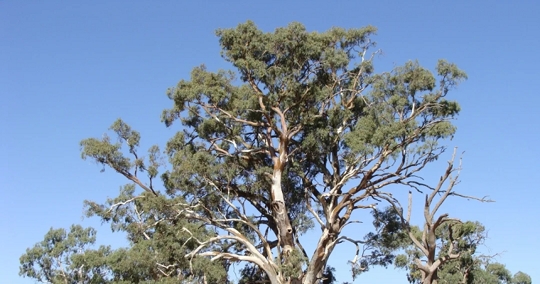 Expertos aseguran que los eucaliptos tienen un radar para encontrar oro en sus hojas