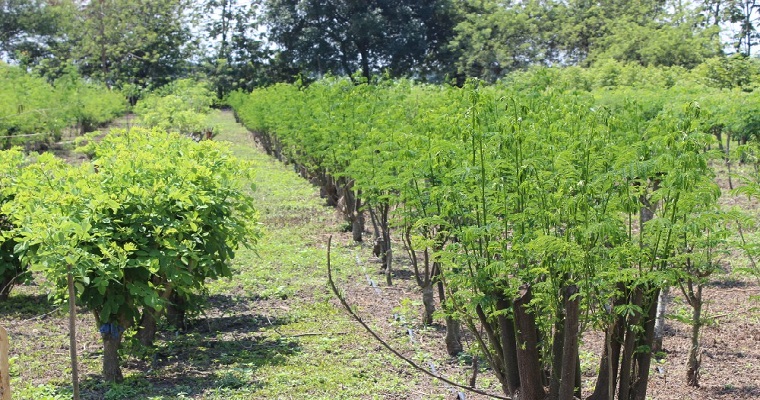 Diseños de Sistemas Silvopastoriles para zonas de trópico bajo, medio y alto