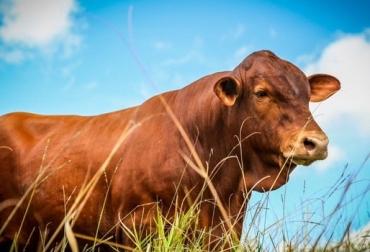 Cuidado con el exceso de proteína en la dieta de sus vacas
