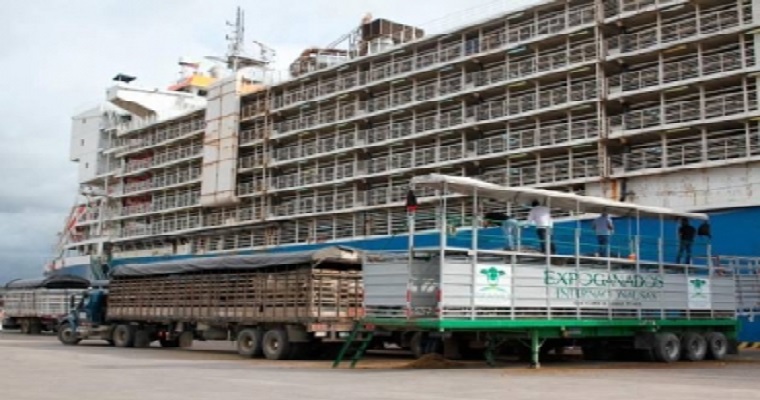 Histórico: 21 mil bovinos partirán de Colombia hacia Irak