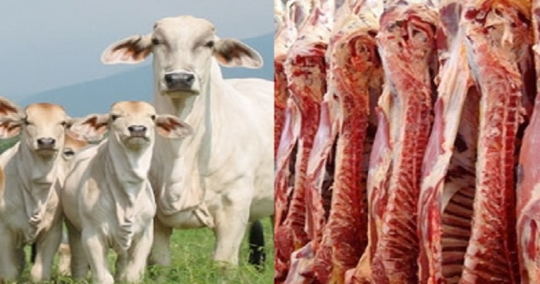 Más de USD 200 millones han generado exportaciones de carne y ganado en pie