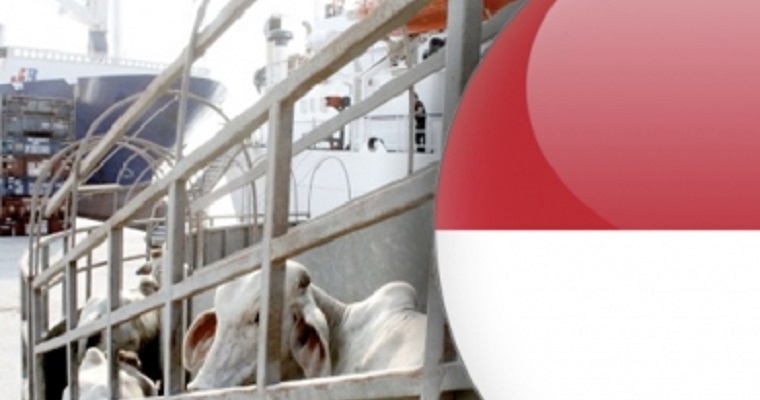 Colombia puede enviar hasta 100 000 animales anuales a Indonesia