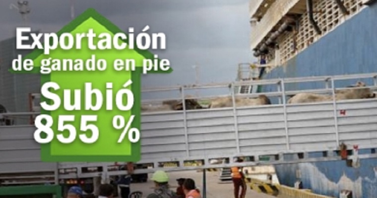 Exportaciones de ganado en pie crecieron más de 855 % hasta junio