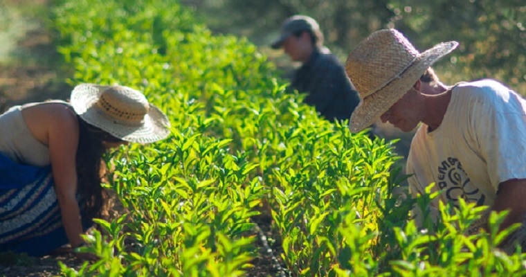 Continuo avance de la moda “farm to closet”
